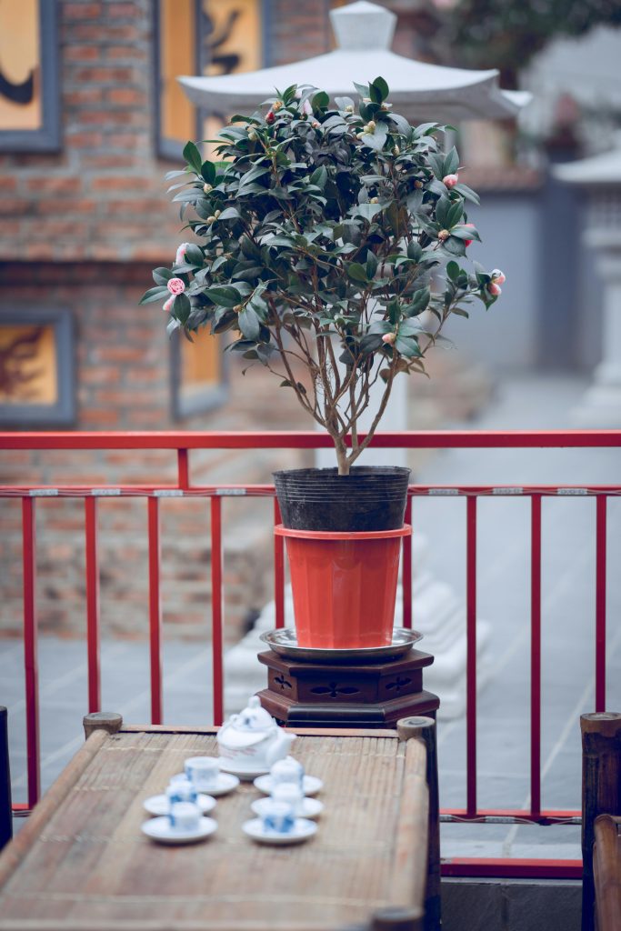 Comment faire fleurir un camélia en pot ?