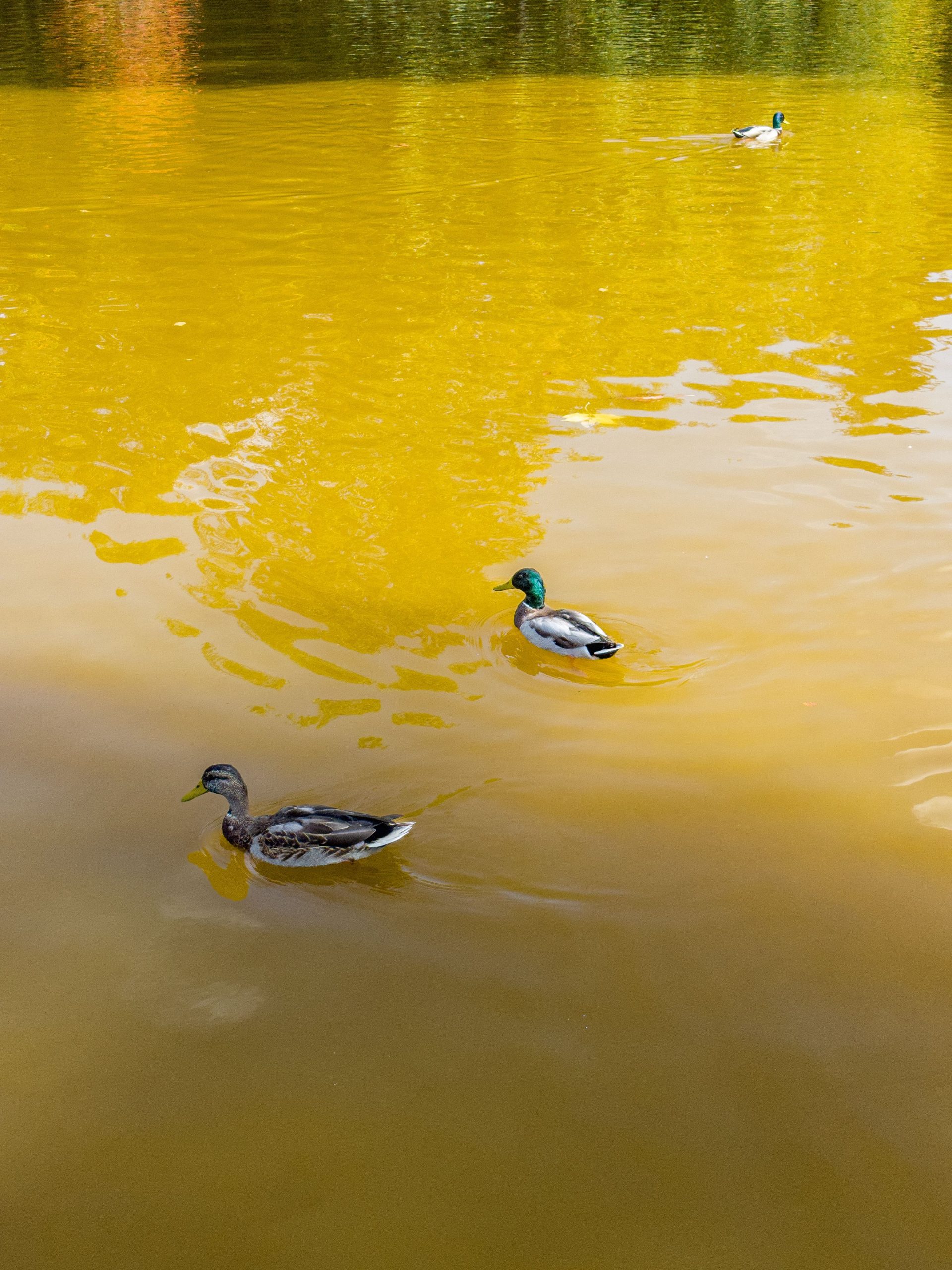 Bac de pêche au canard maison en cours de fabrication