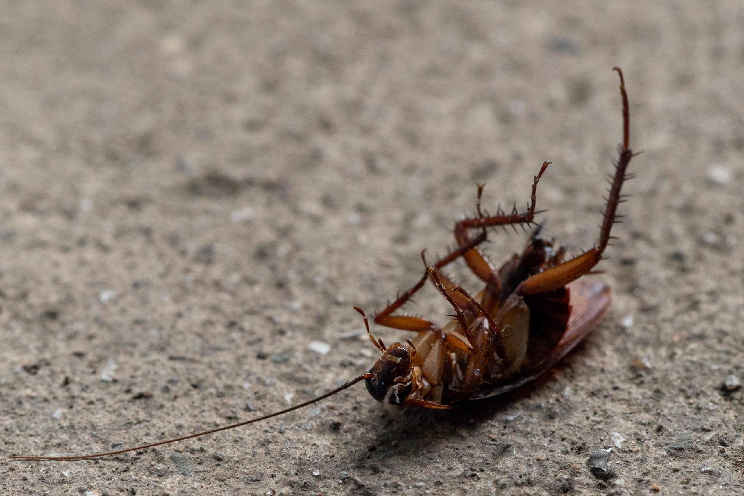 Cafard mort sur surface en béton
