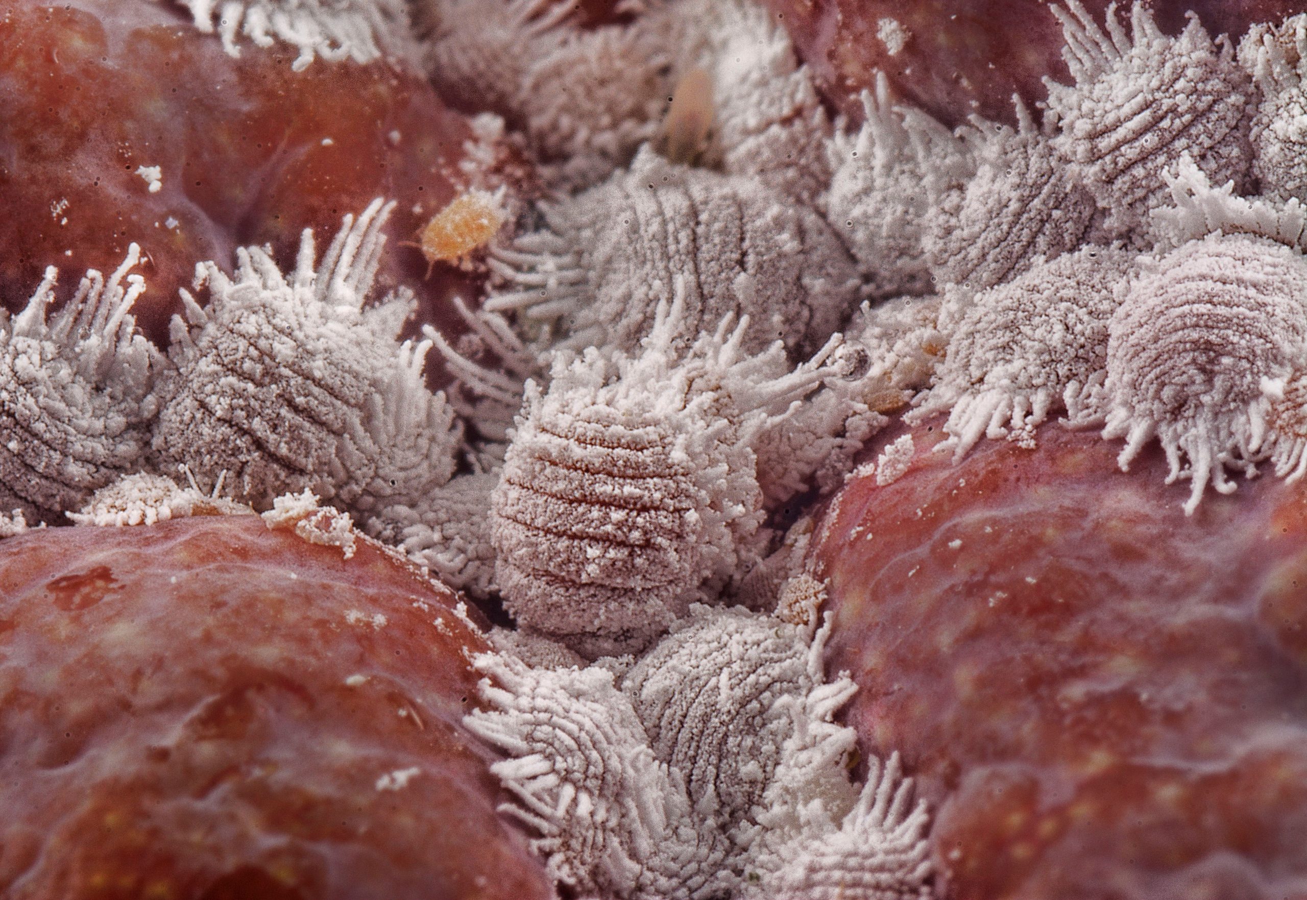 Parasites blancs infestant plante rouge