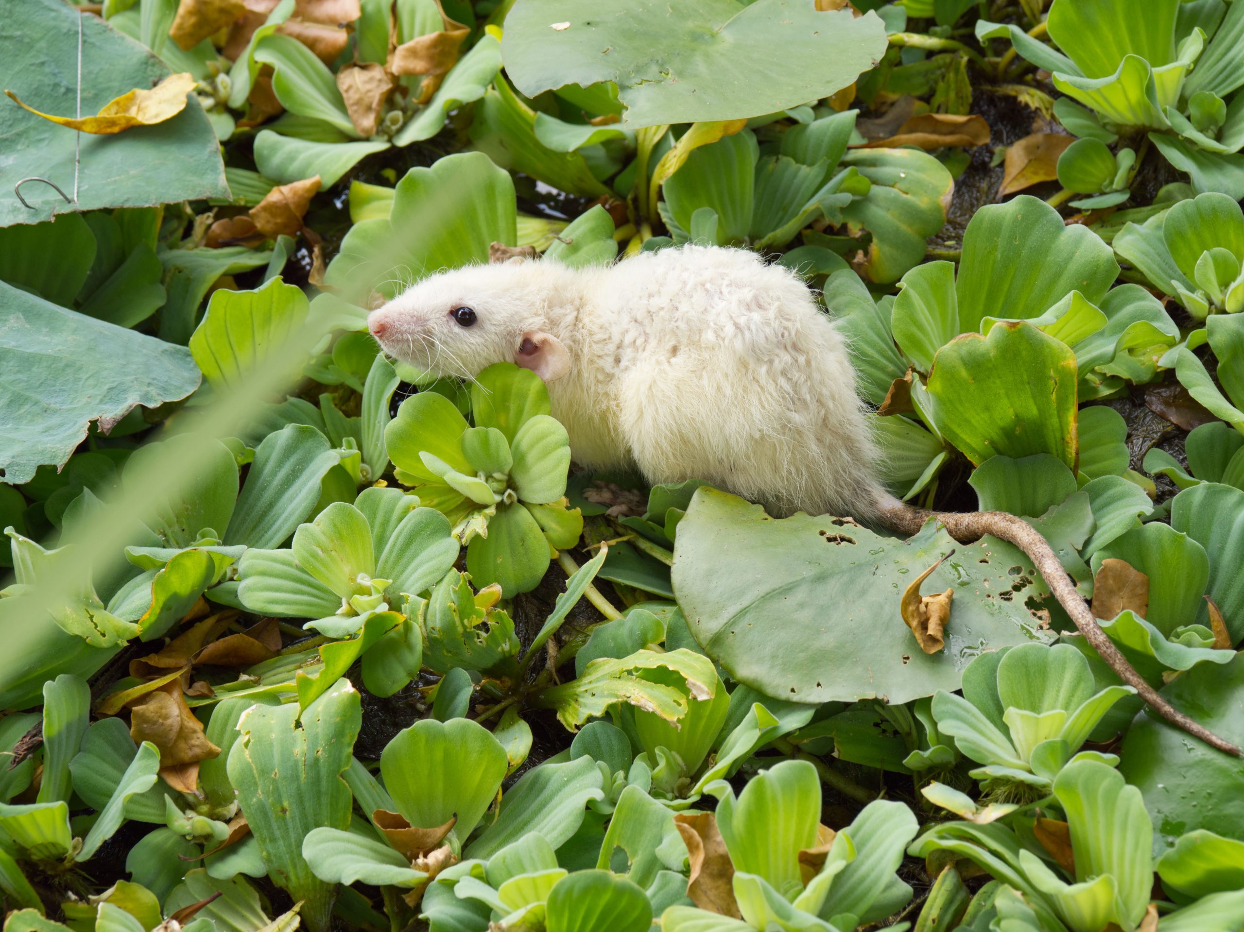 Rat blanc se déplaçant parmi des plantes aquatiques
