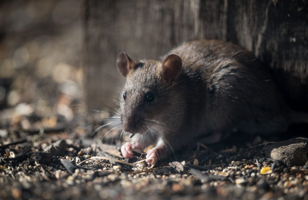 Comment faire sortir un rat caché sans le brusquer ?